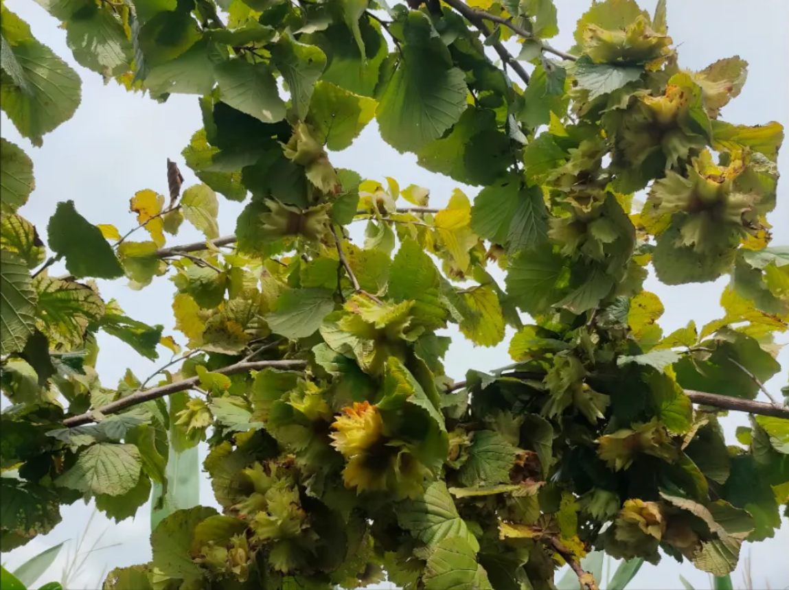 1764674631268332.png image.png