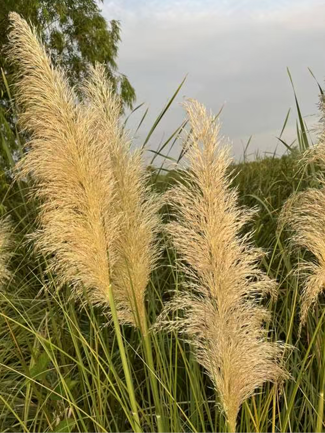 1766023597544219.png image.png