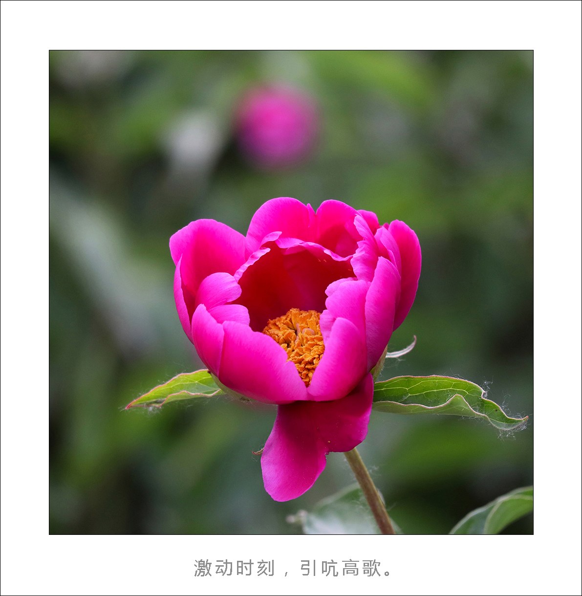 一叶染色，百叶花红：冯新力摄影摄影作品欣赏